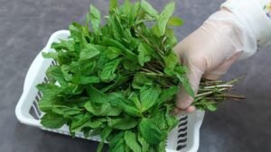 طريقة تنظيف النعناع قبل الحفظ