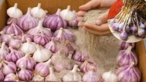 طريقة تخزين الثوم بقشره في المنزل