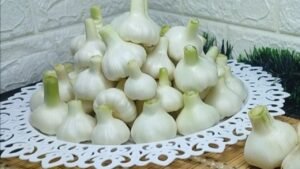 كيفية اختيار رؤوس الثوم المناسبة